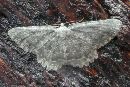 Charissa glaucinaria
